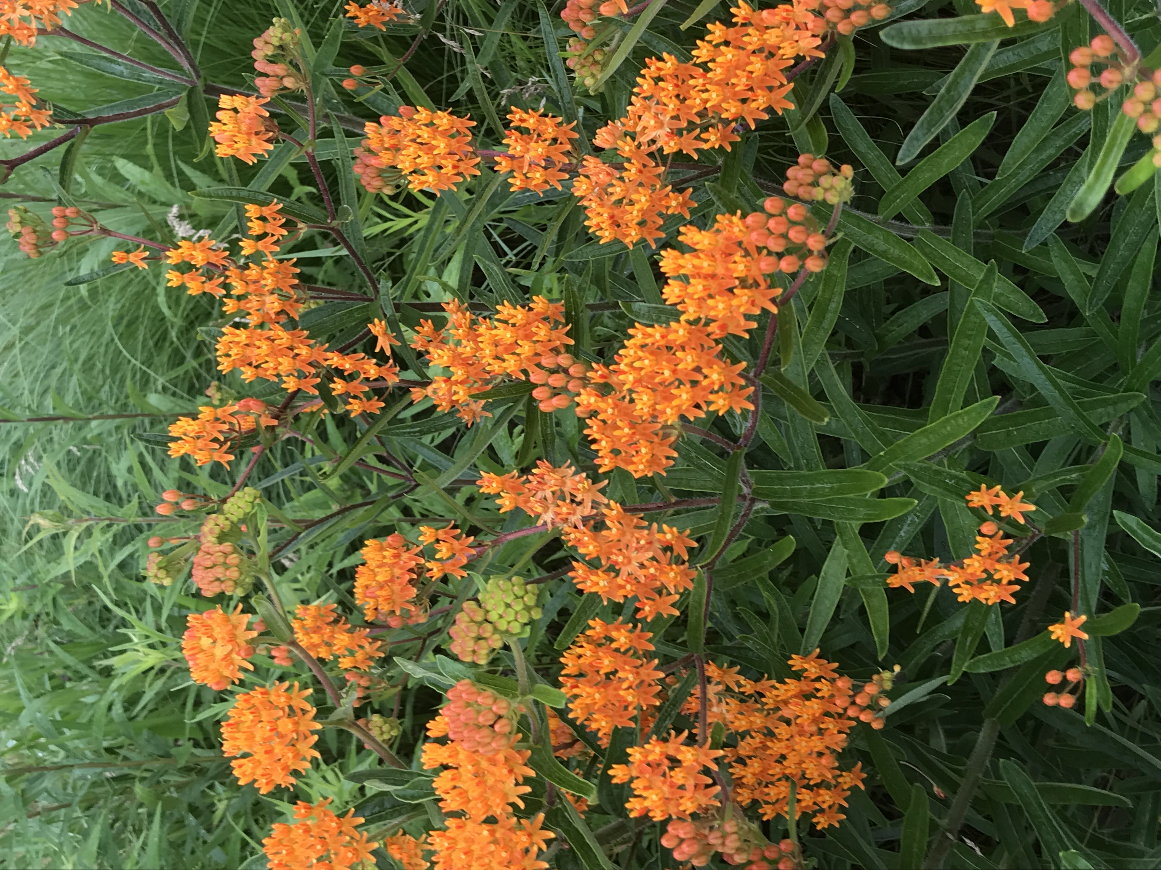 Butterfly Milkweed