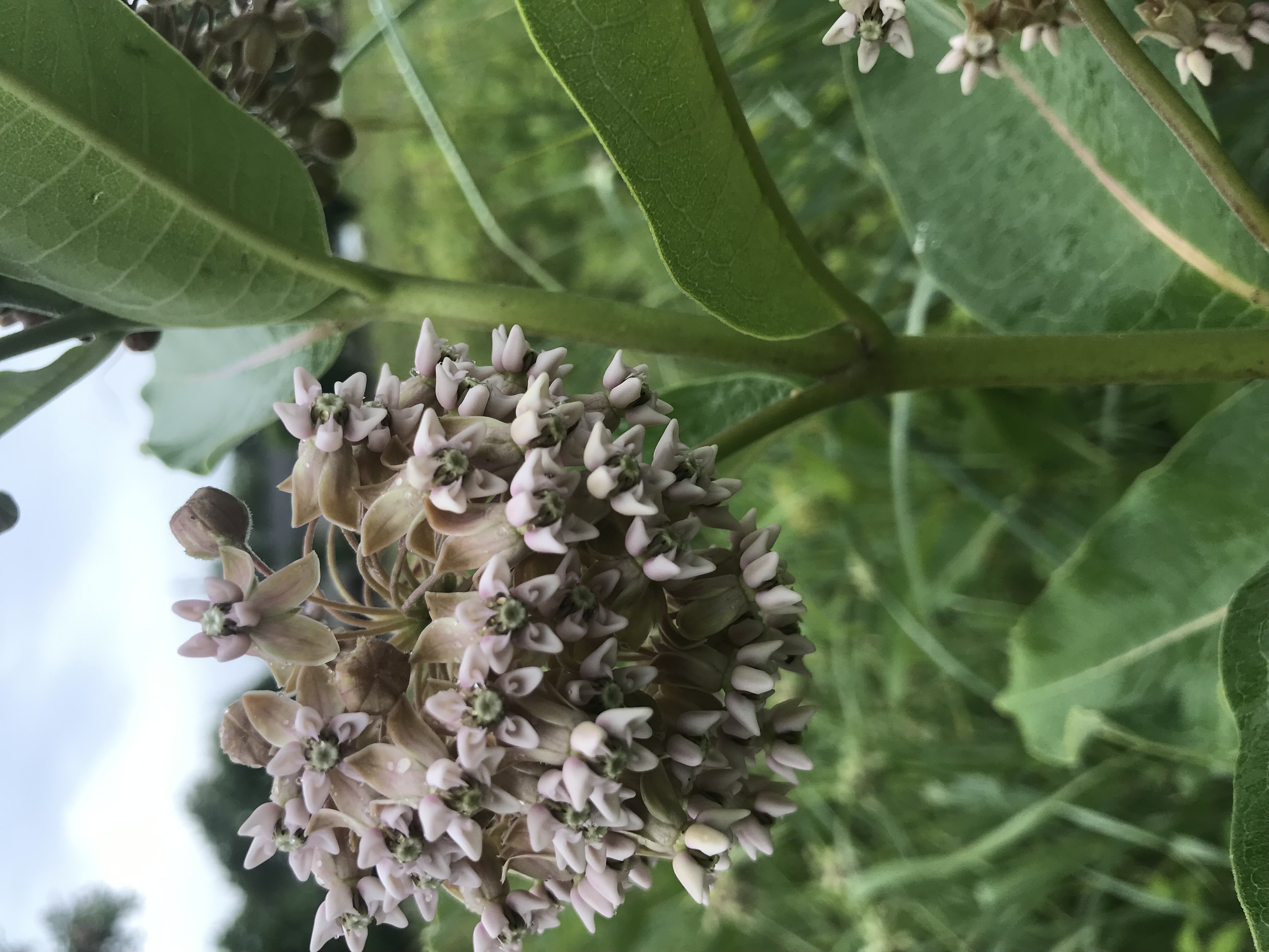 Common Milkweed