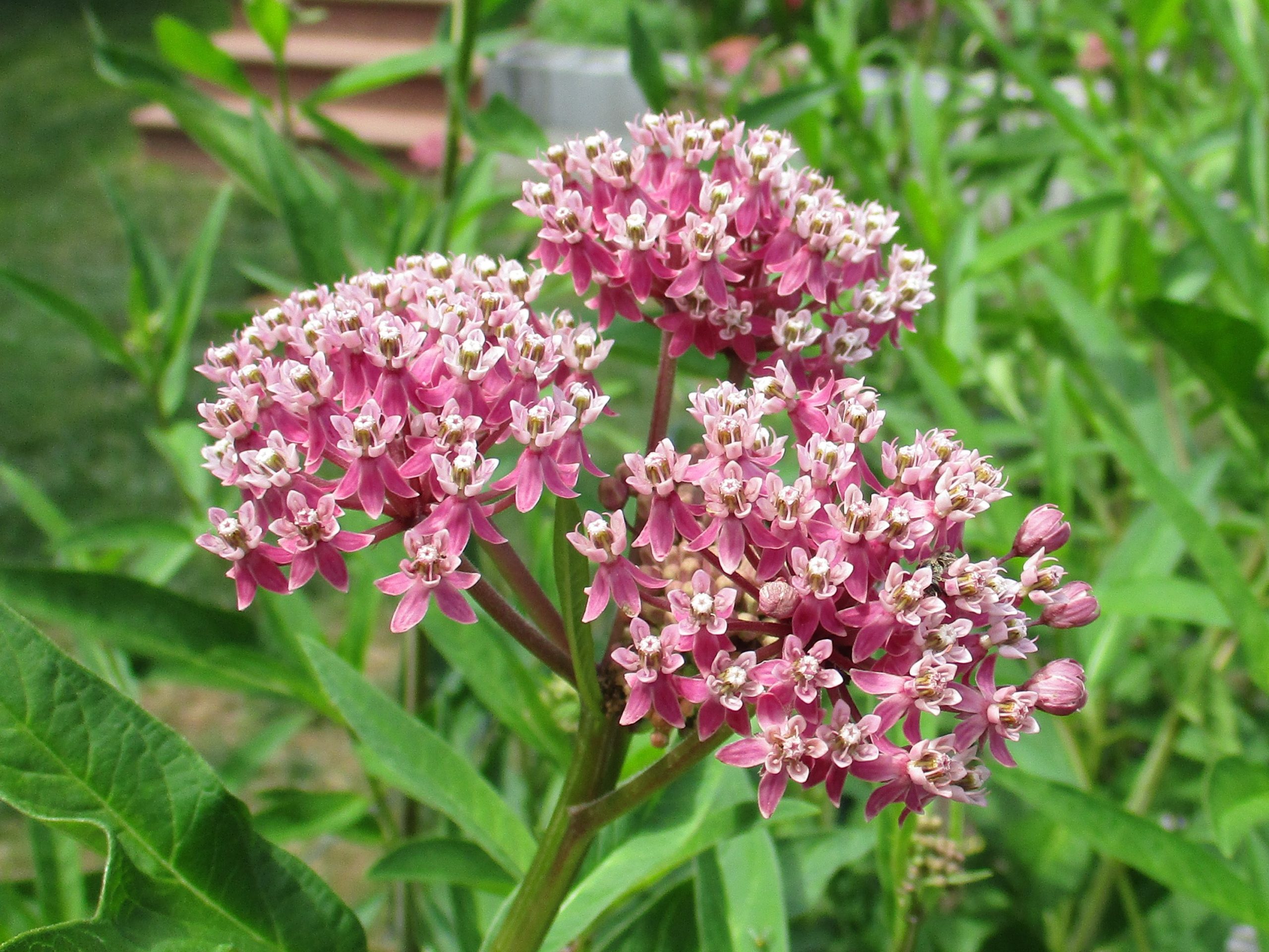 Swamp Milkweed (Courtesy of Milkweed 4 Monarchs 