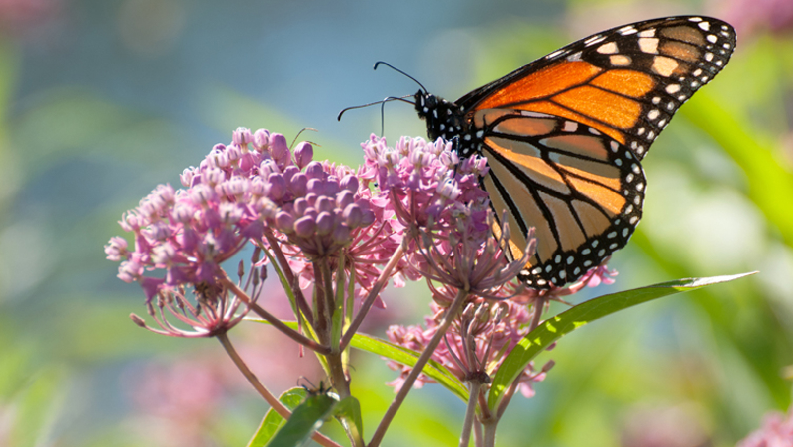 Monarch Butterfly (Courtesy of Environment Texas
