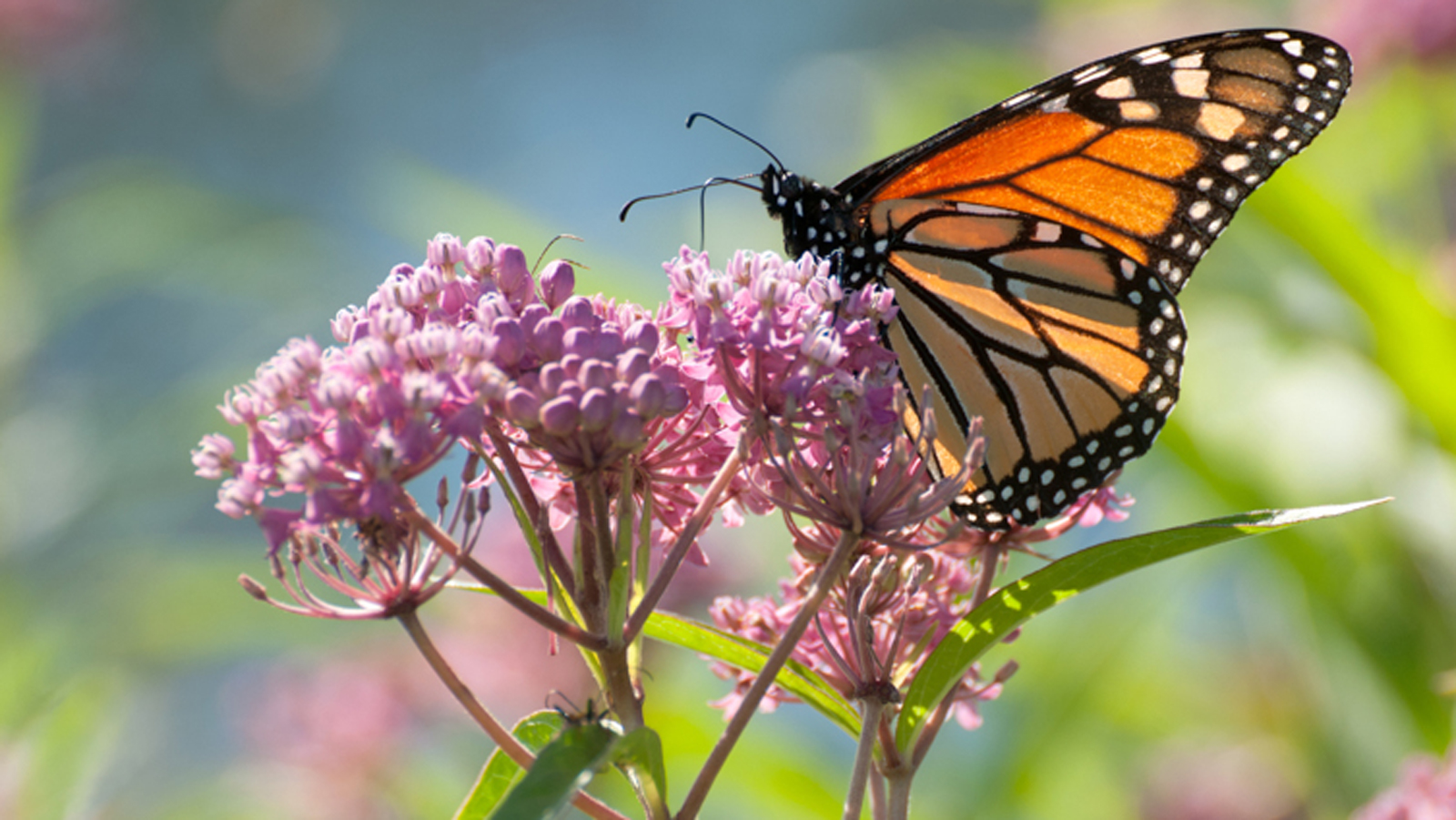 What&#39;s Blooming | News &amp; Events | The Clear Lake Township Land Conservancy - Steuben County, Indiana - ClearLakeConservancy.org