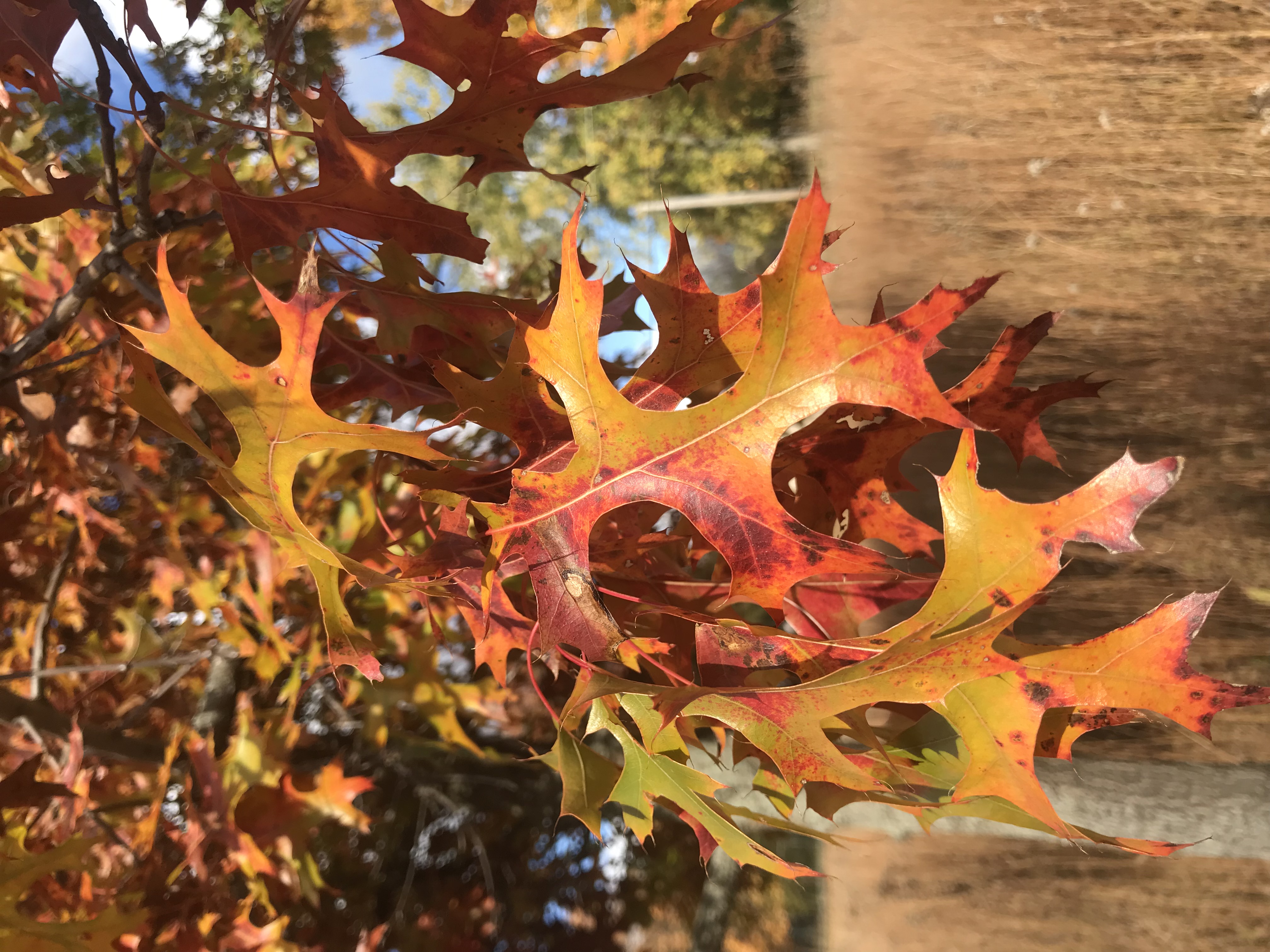 Oak at Spangler Grove Nature Preserve