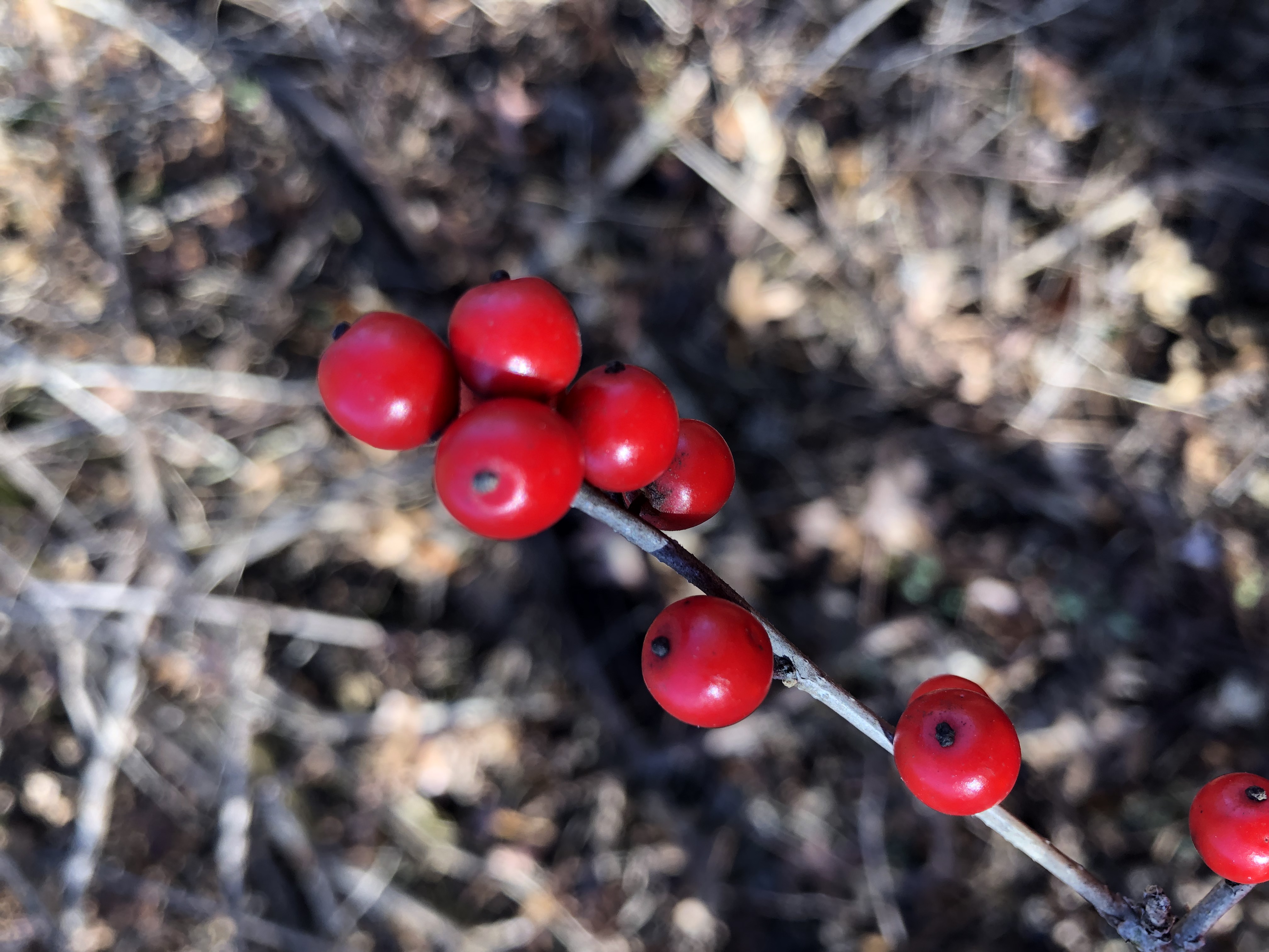 Winterberry