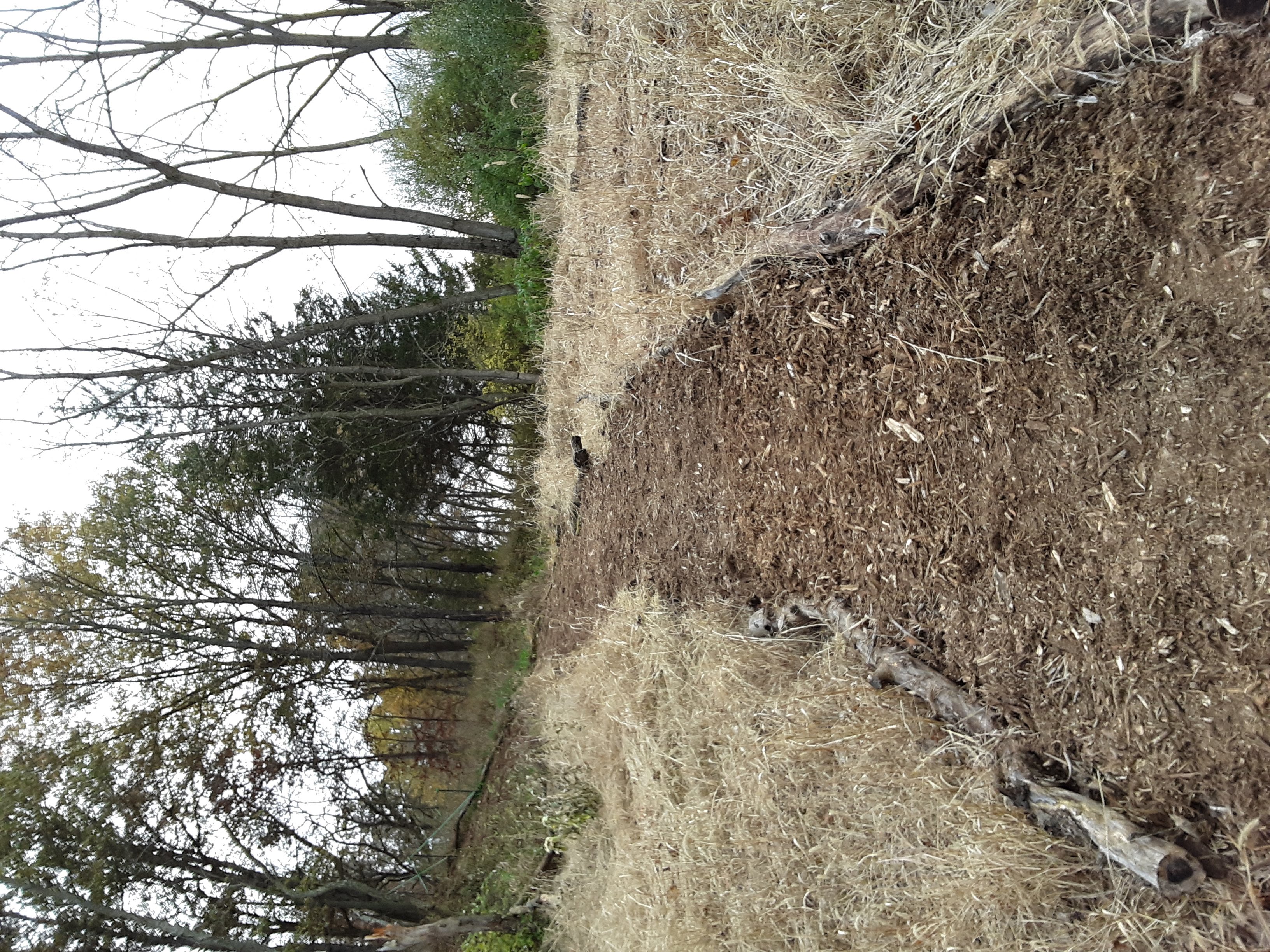 Trail at Brennan Woods