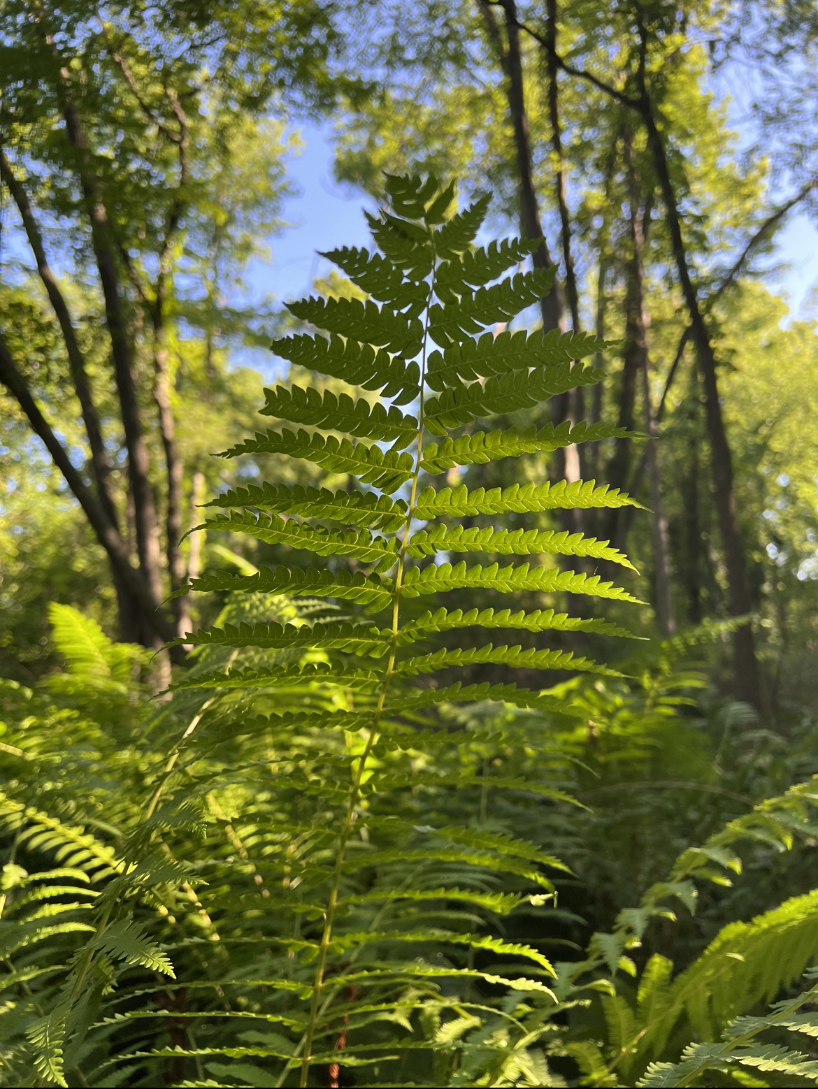 Fern at Flora