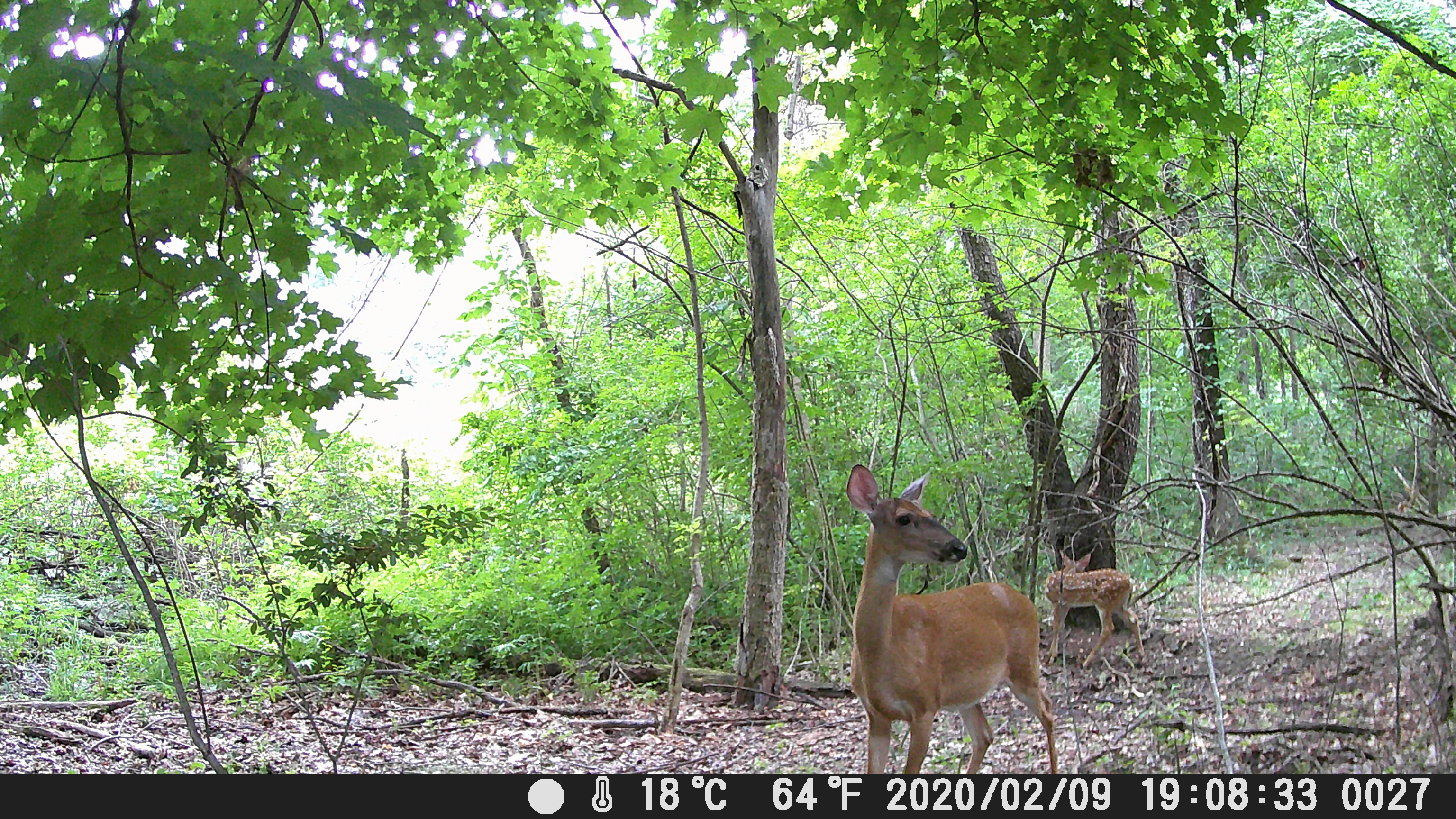 Deer at Brennan Woods