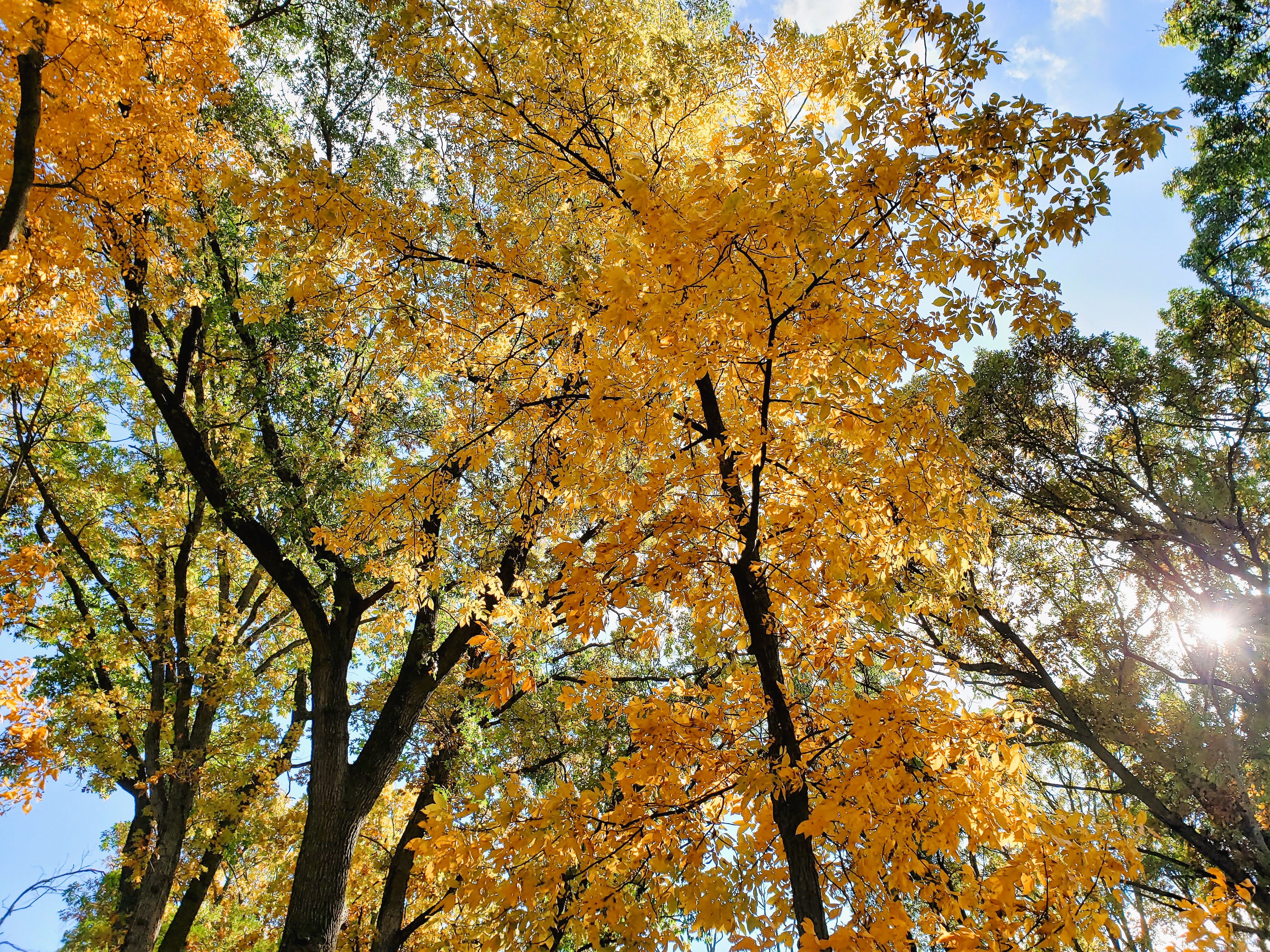 Fall Foliage