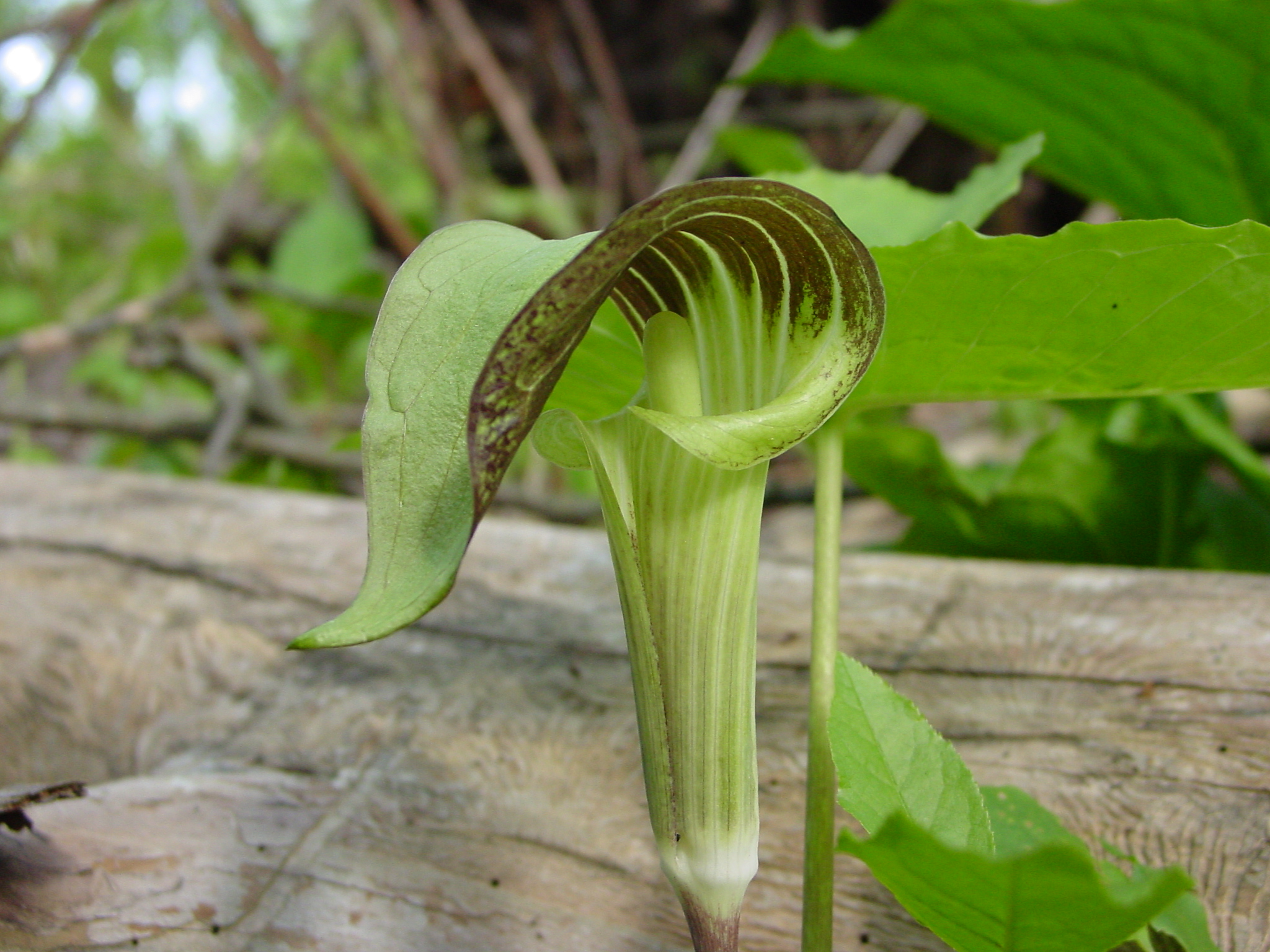 Image Description Here