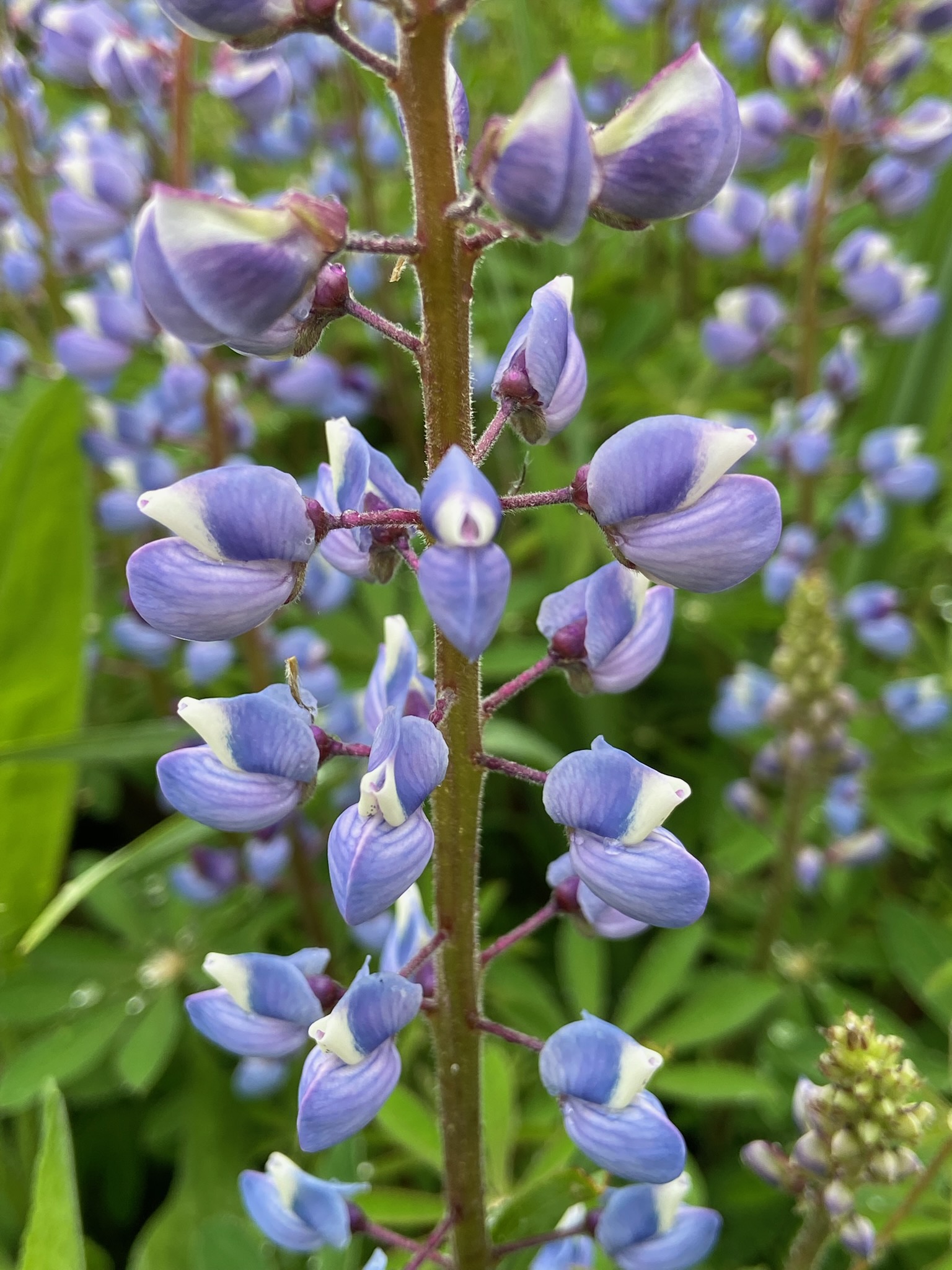 Image Description Here