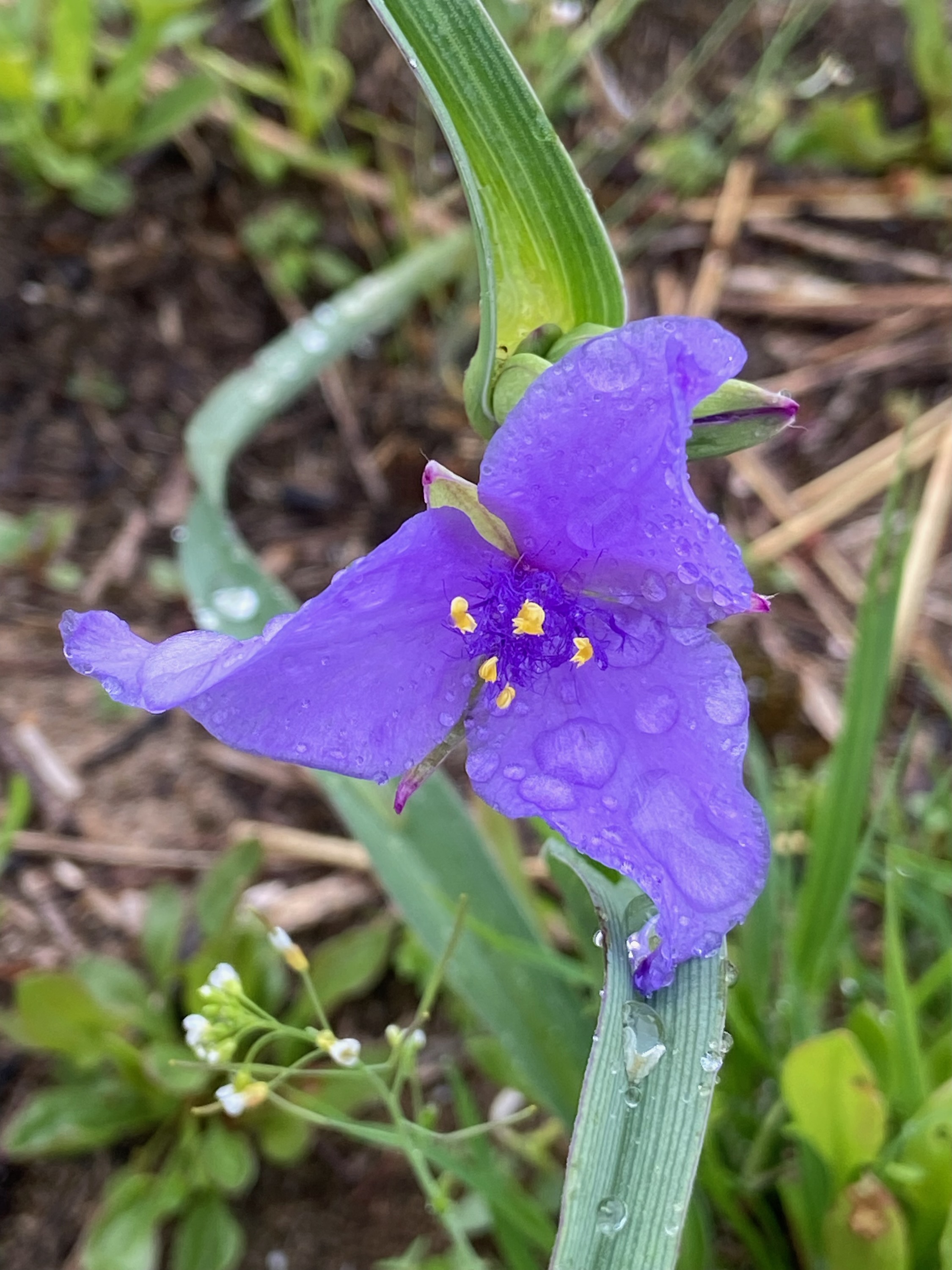 Image Description Here