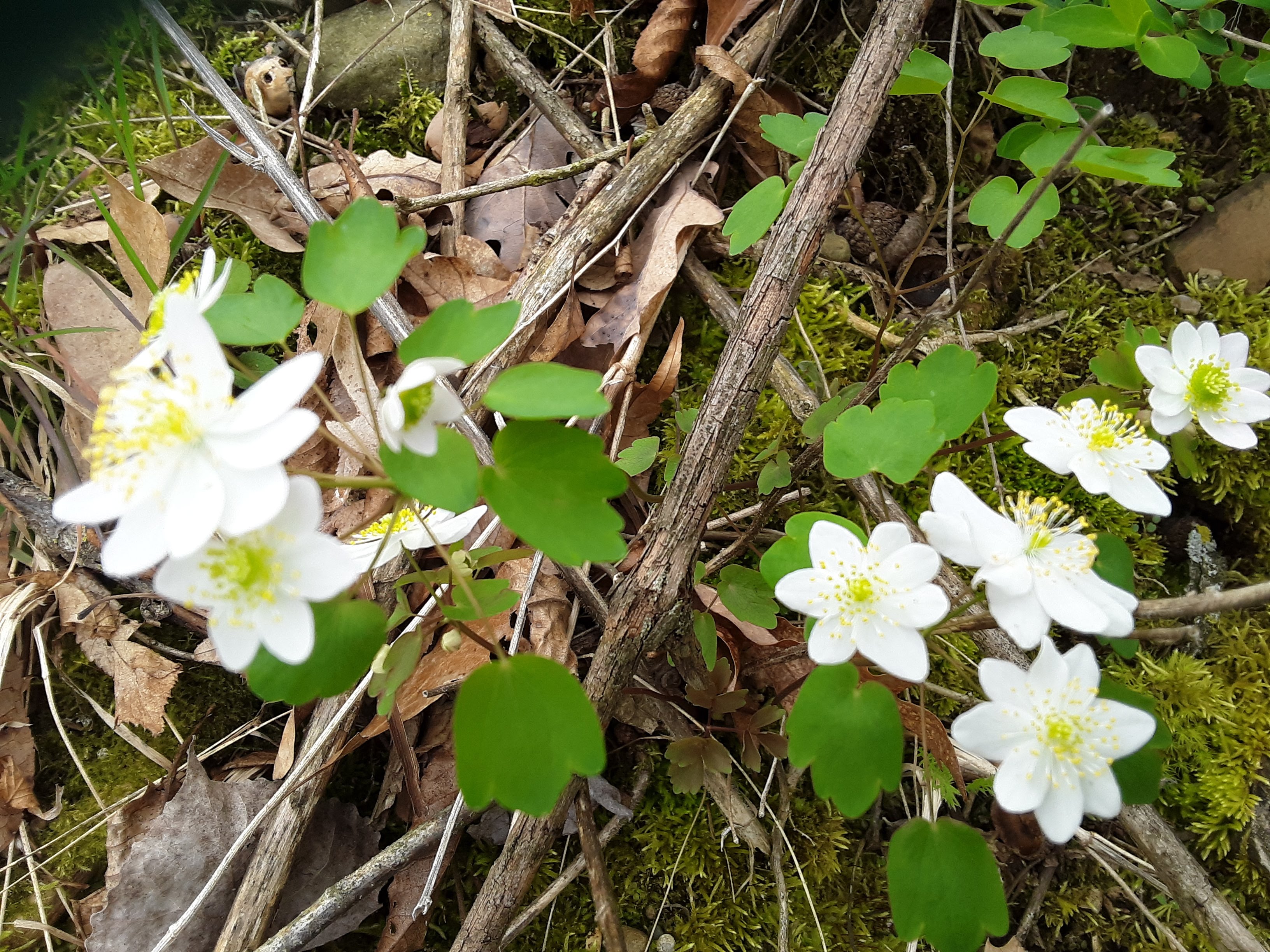 Image Description Here