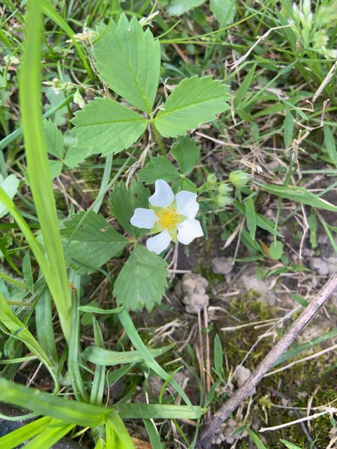 Image Description Here